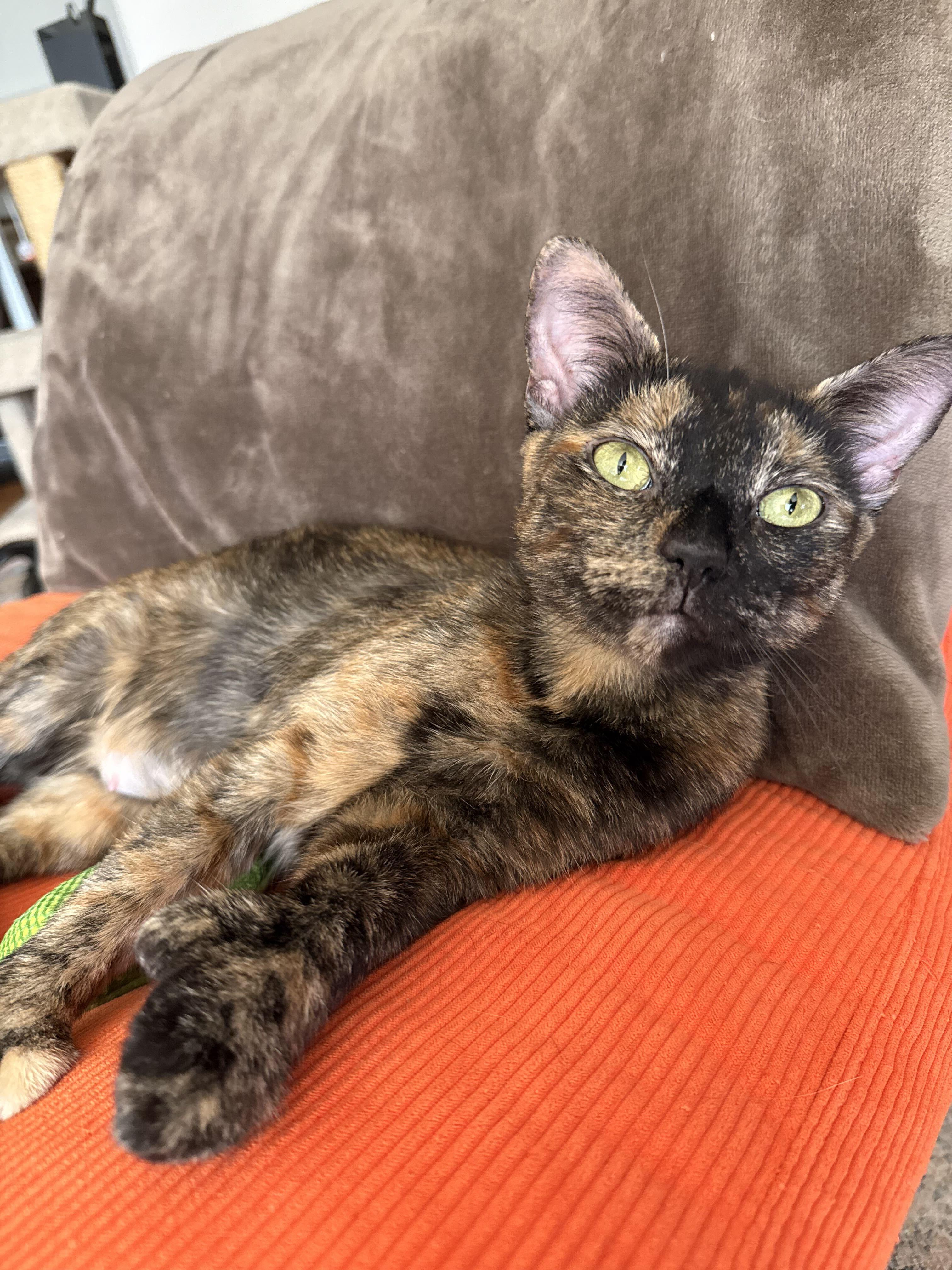 Enlarge Coffee (Bonded to Munji), an adopted Domestic Short Hair in Long Island City, NY image 2/3