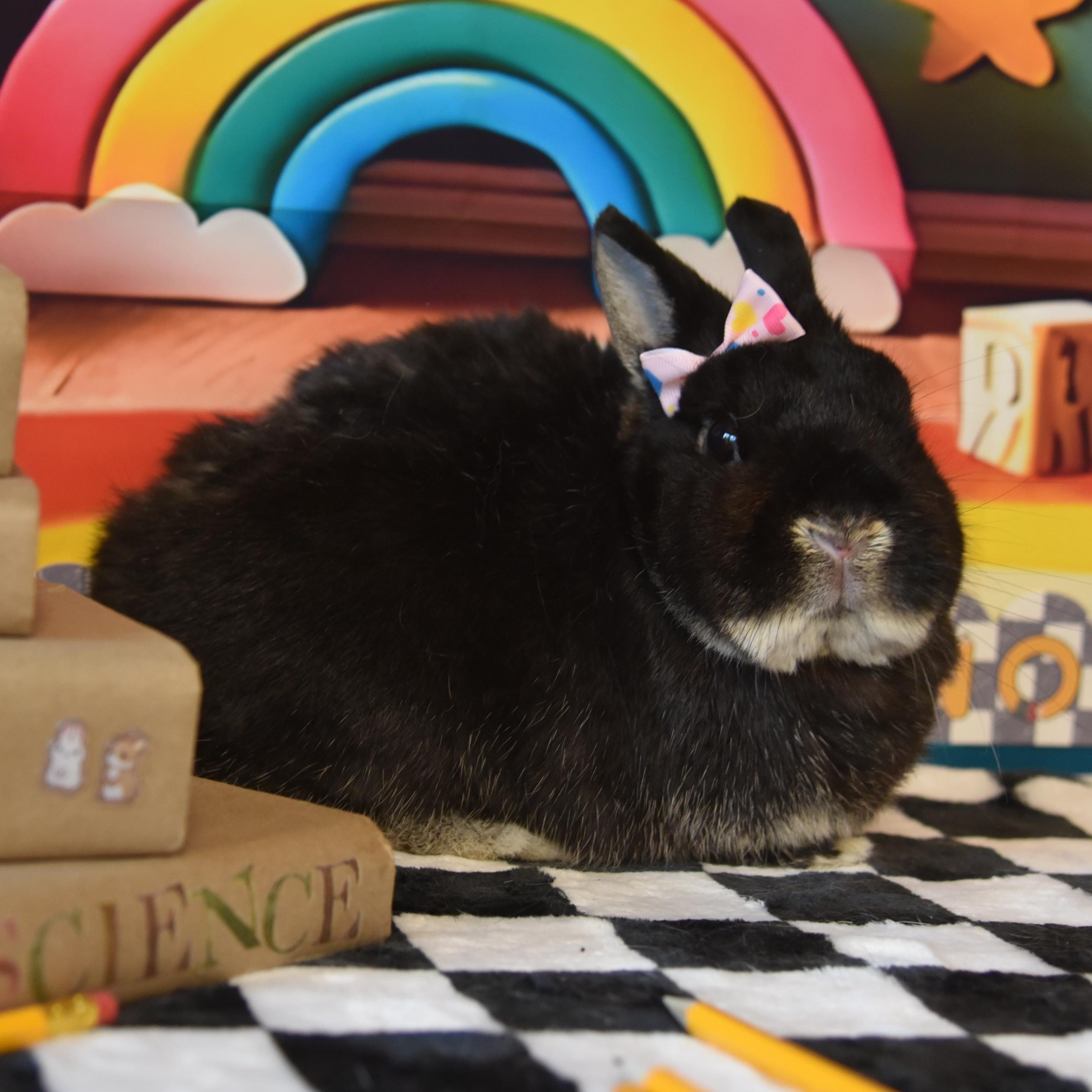Enlarge Aurora, a Adopted Netherland Dwarf in Worcester, MA image 3/6
