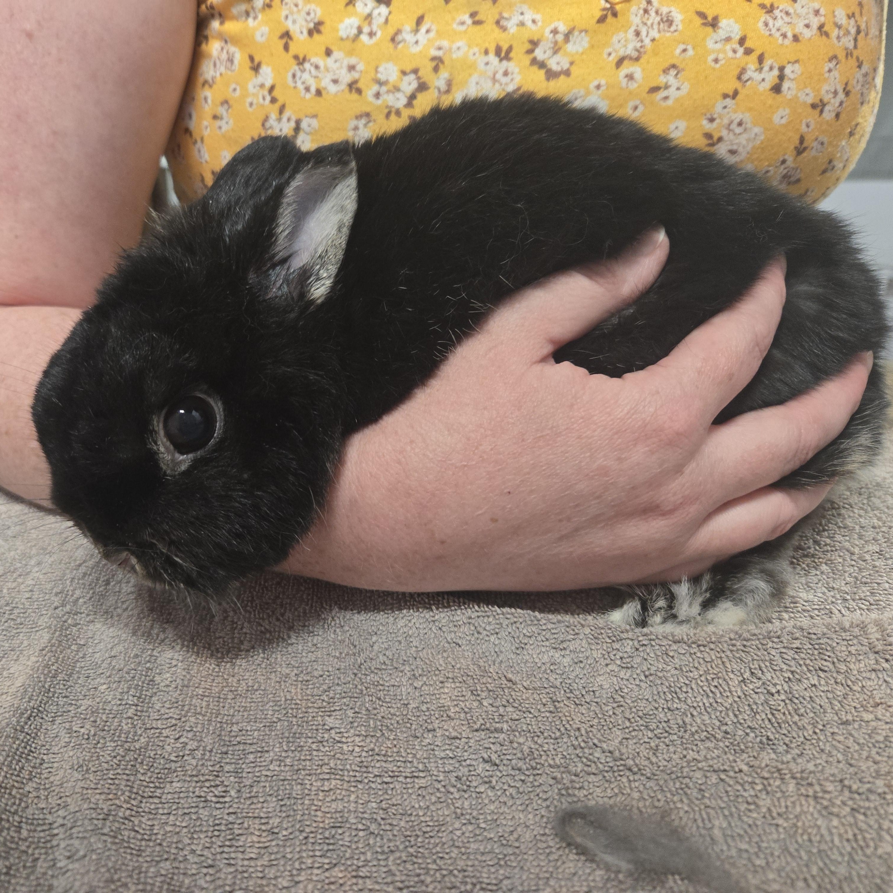 Enlarge Aurora, a Adopted Netherland Dwarf in Worcester, MA image 5/6