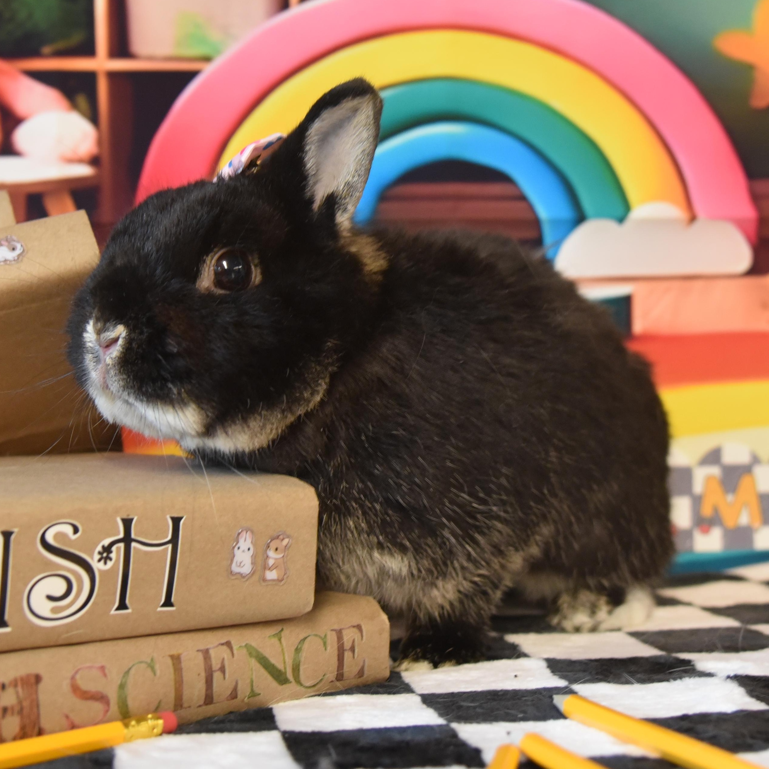 Enlarge Aurora, a Adopted Netherland Dwarf in Worcester, MA image 1/6