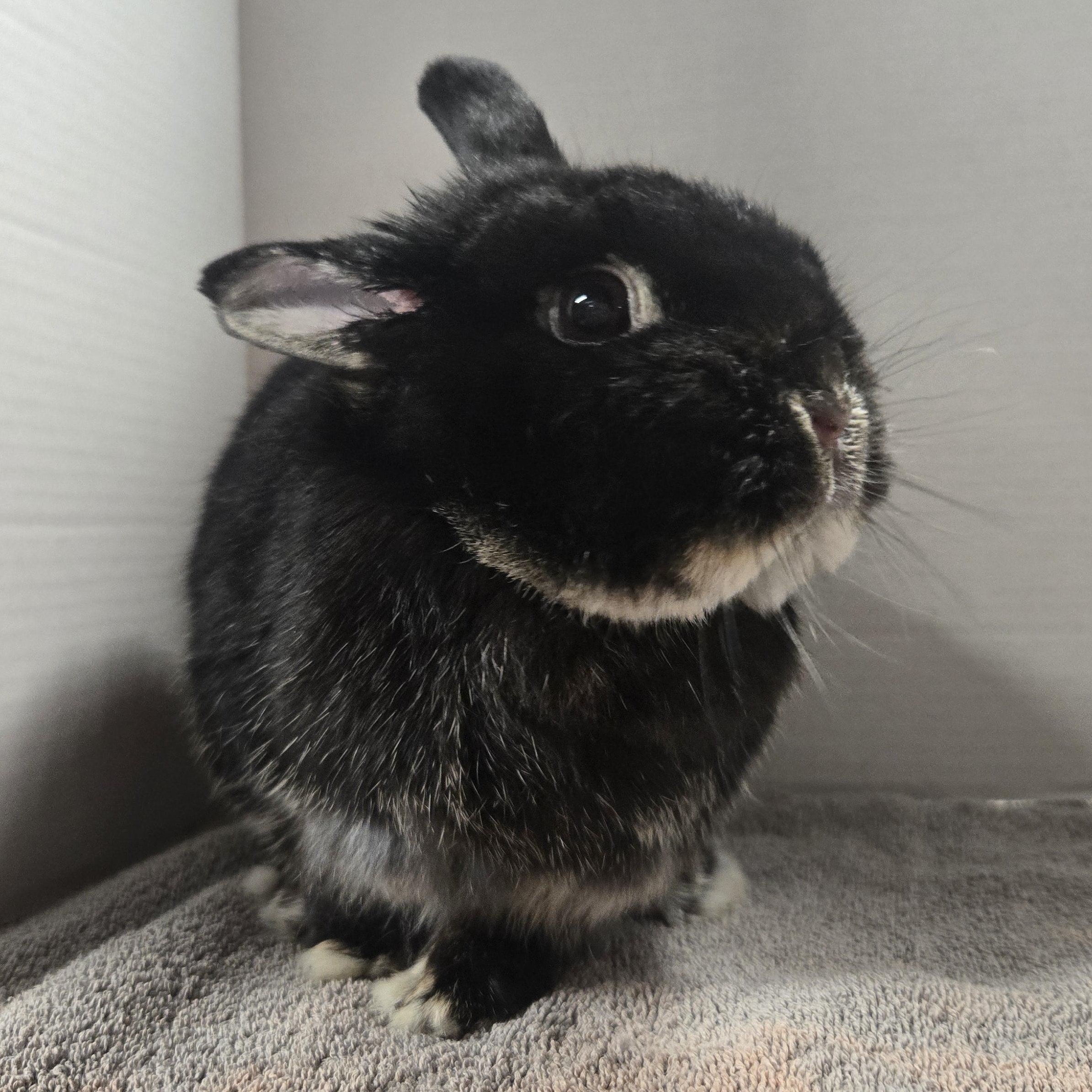 Enlarge Aurora, a Adopted Netherland Dwarf in Worcester, MA image 2/6