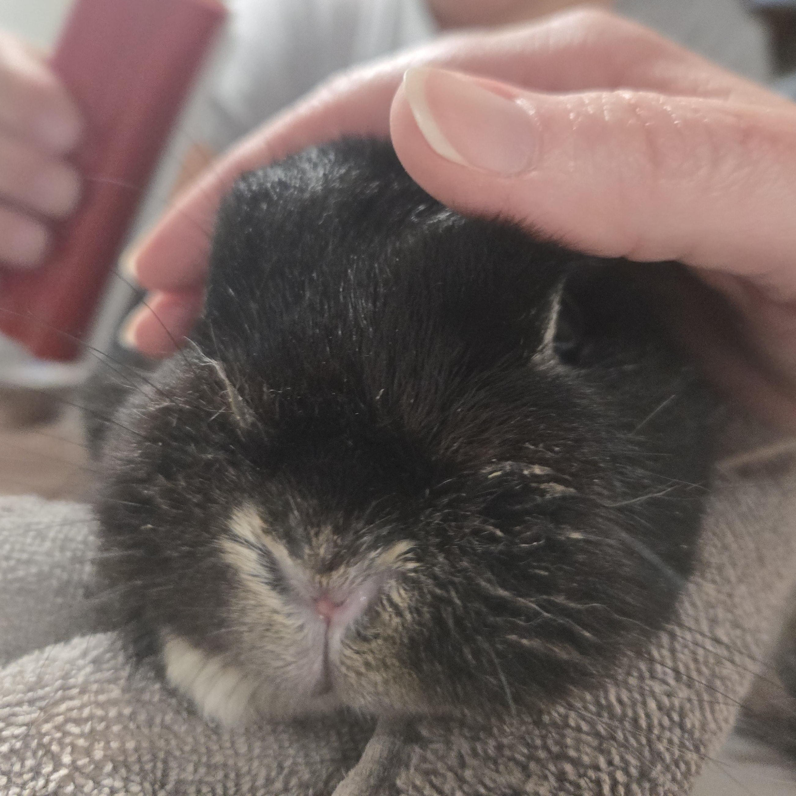 Enlarge Aurora, a Adopted Netherland Dwarf in Worcester, MA image 6/6