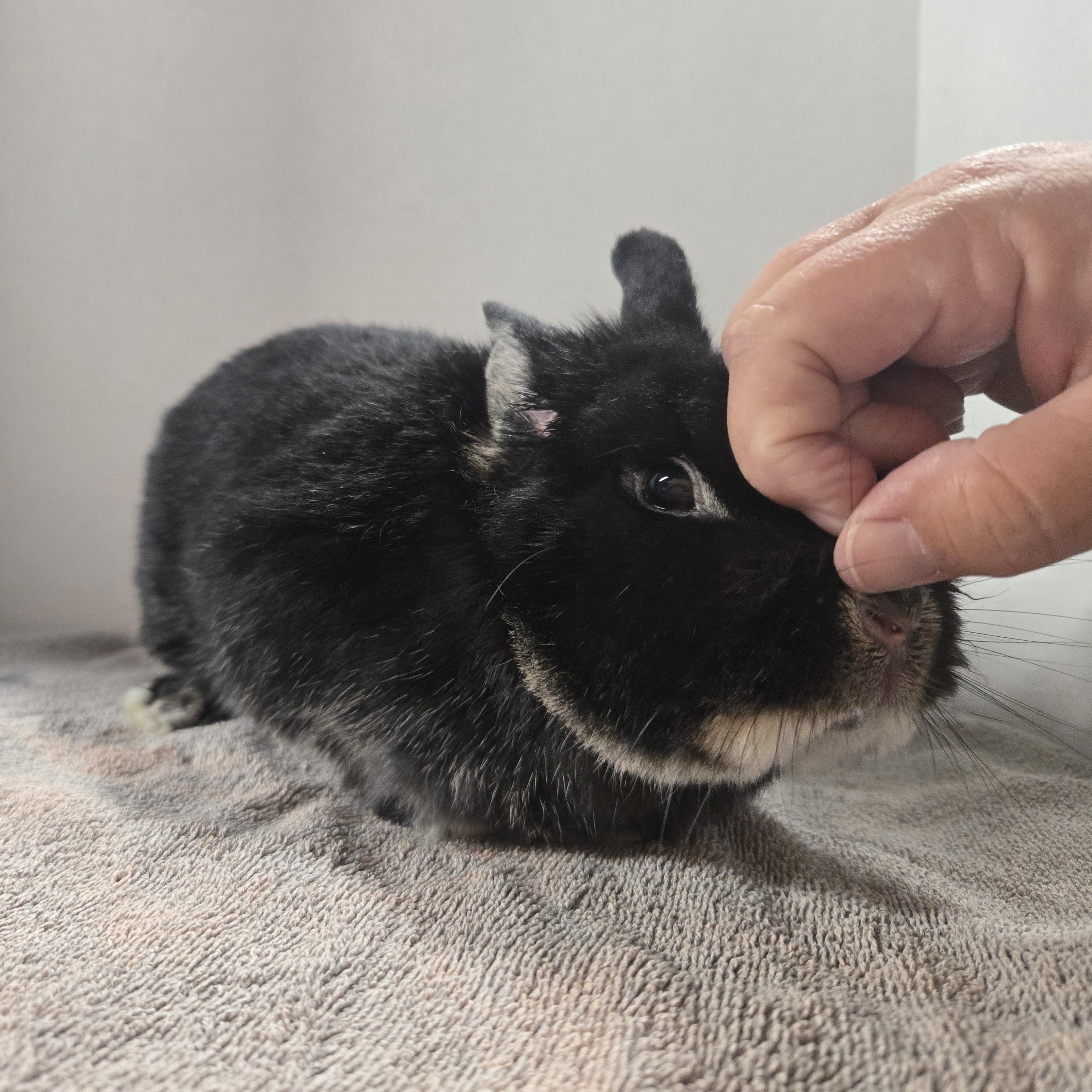 Enlarge Aurora, a Adopted Netherland Dwarf in Worcester, MA image 4/6