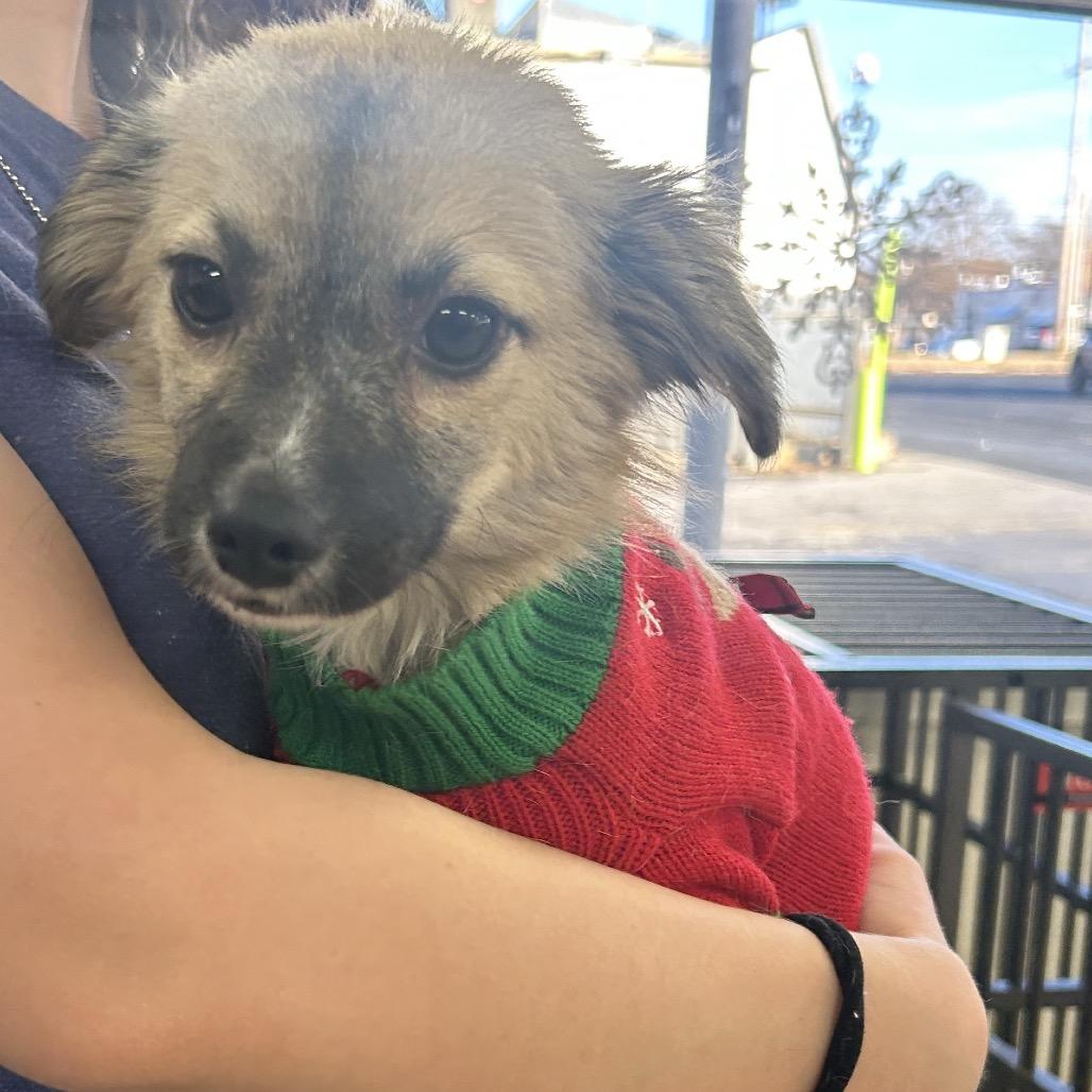 George, Adoptable, Young Male Chihuahua.