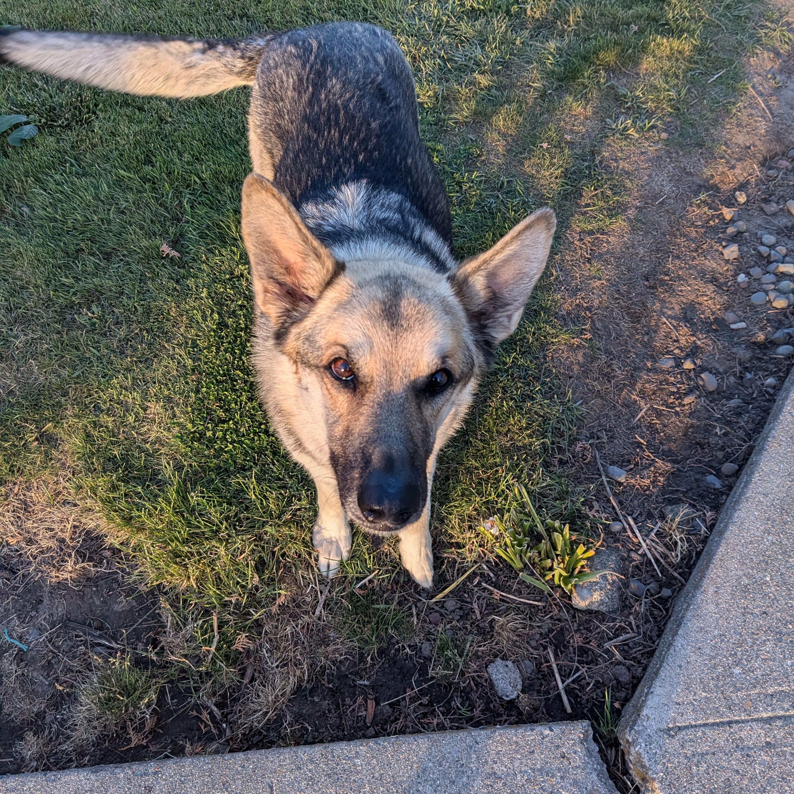 **COURTESY LISTING** Scout, an adoptable German Shepherd Dog, Husky in Moscow, ID, 83843 | Photo Image 2