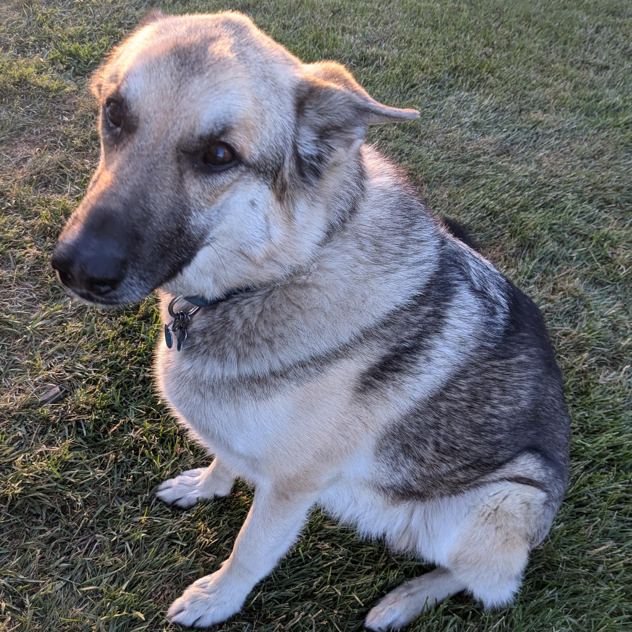 **COURTESY LISTING** Scout, an adoptable German Shepherd Dog, Husky in Moscow, ID, 83843 | Photo Image 4