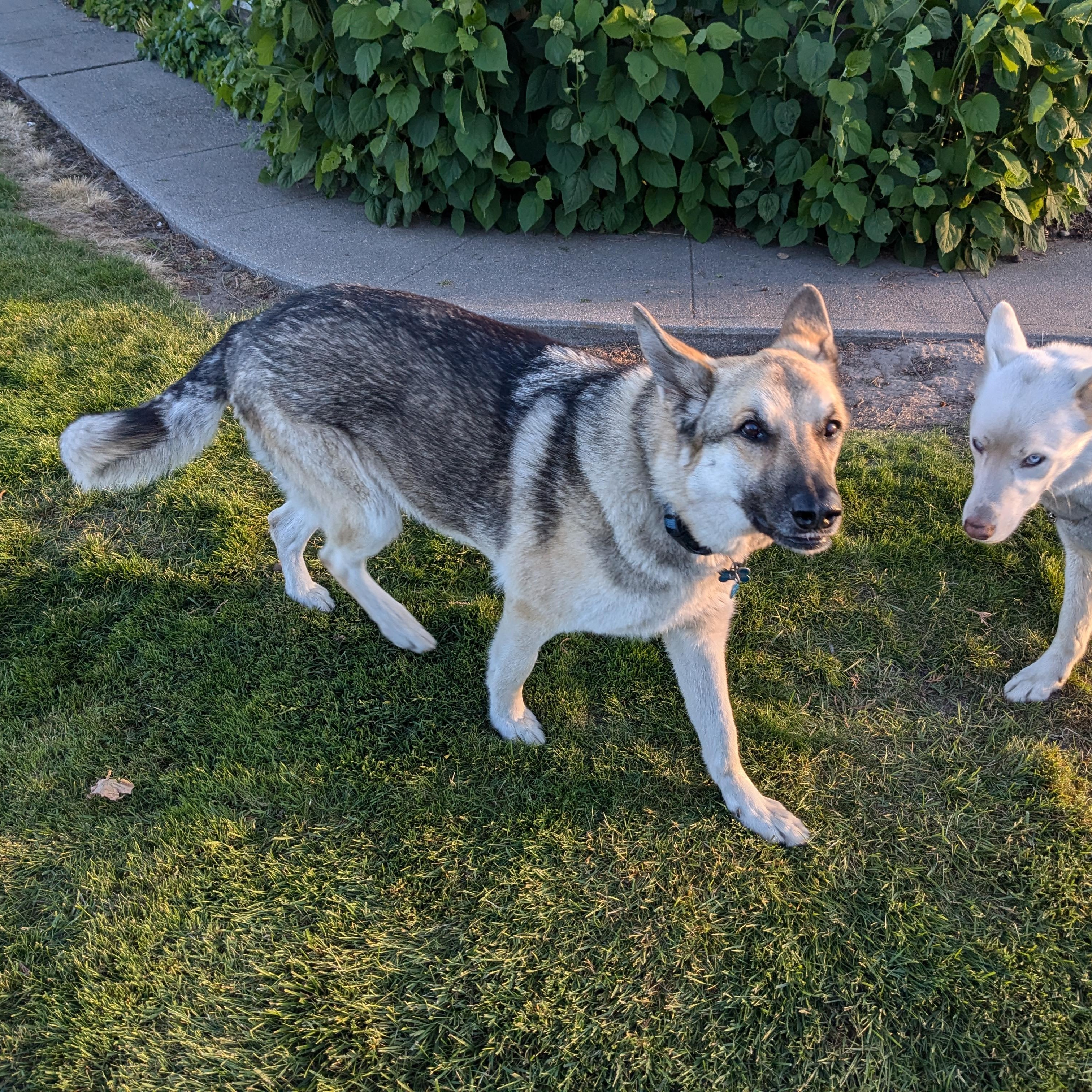 **COURTESY LISTING** Scout, an adoptable German Shepherd Dog, Husky in Moscow, ID, 83843 | Photo Image 3