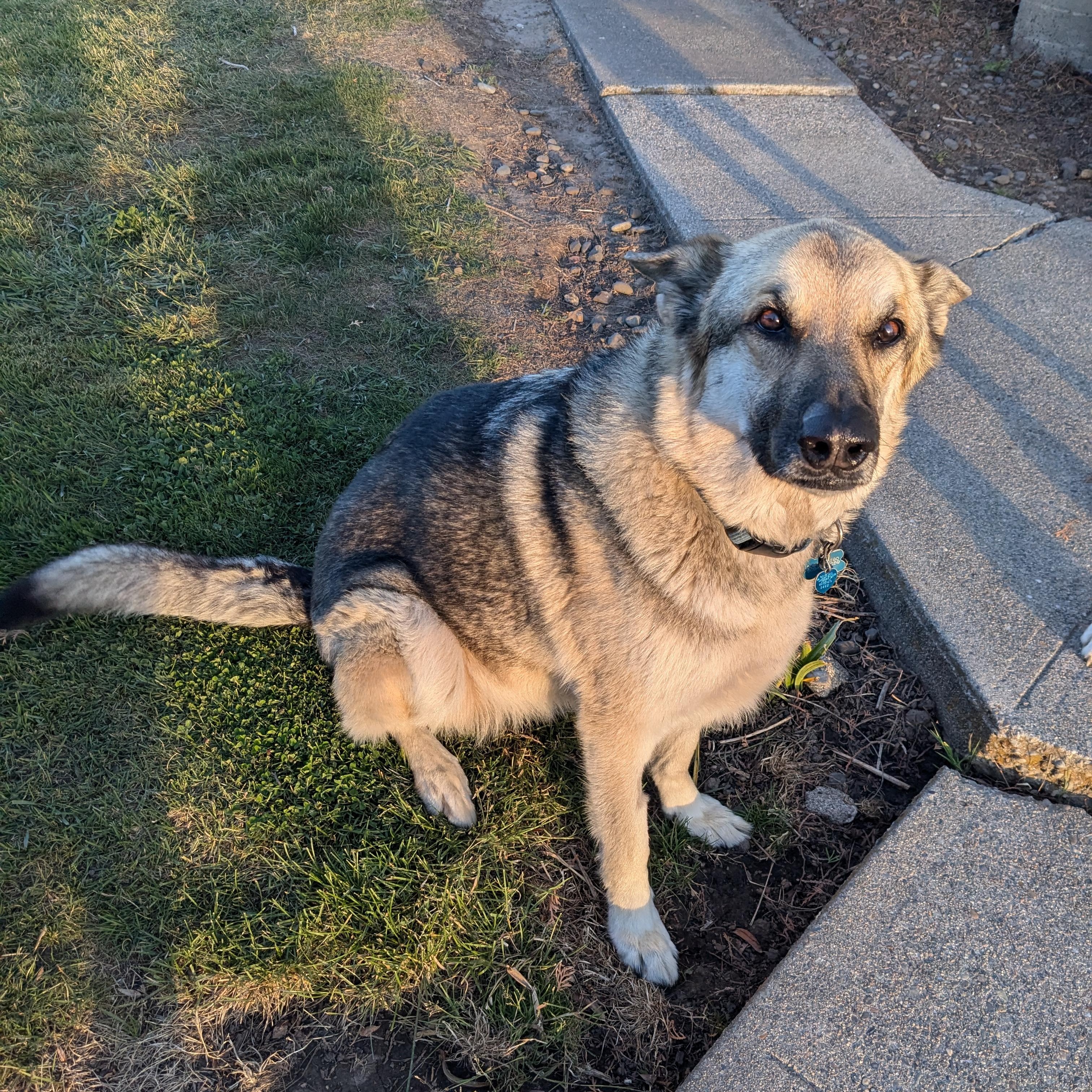 **COURTESY LISTING** Scout, an adoptable German Shepherd Dog, Husky in Moscow, ID, 83843 | Photo Image 1