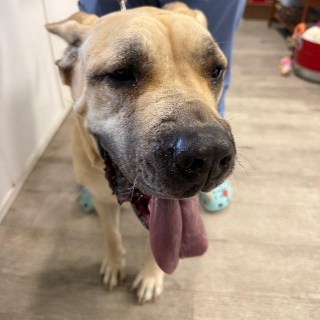 Nala, Adoptable, Adult Female Cane Corso & Boerboel.