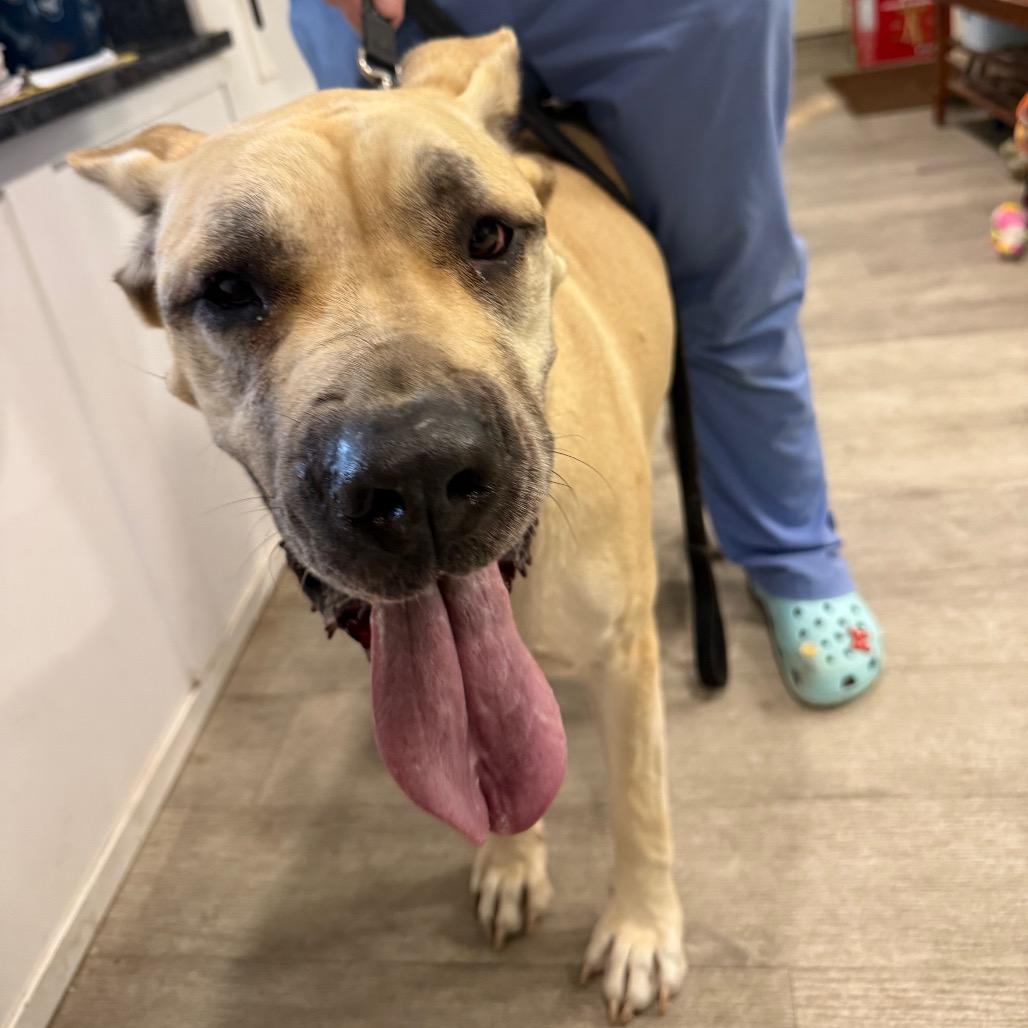 Enlarge Nala, a Adoptable mixed breed in Waldorf, MD image 4/4