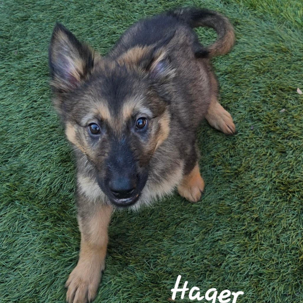 Enlarge Hager DD, an adopted German Shepherd Dog in St Charles, MO image 2/5