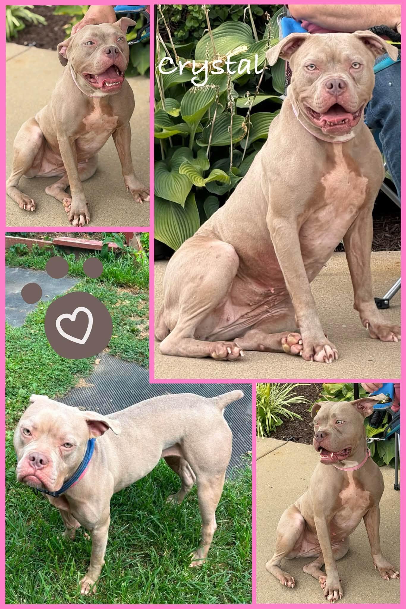 Crystal, ADOPTABLE, Young Female Boxer & Pit Bull Terrier.