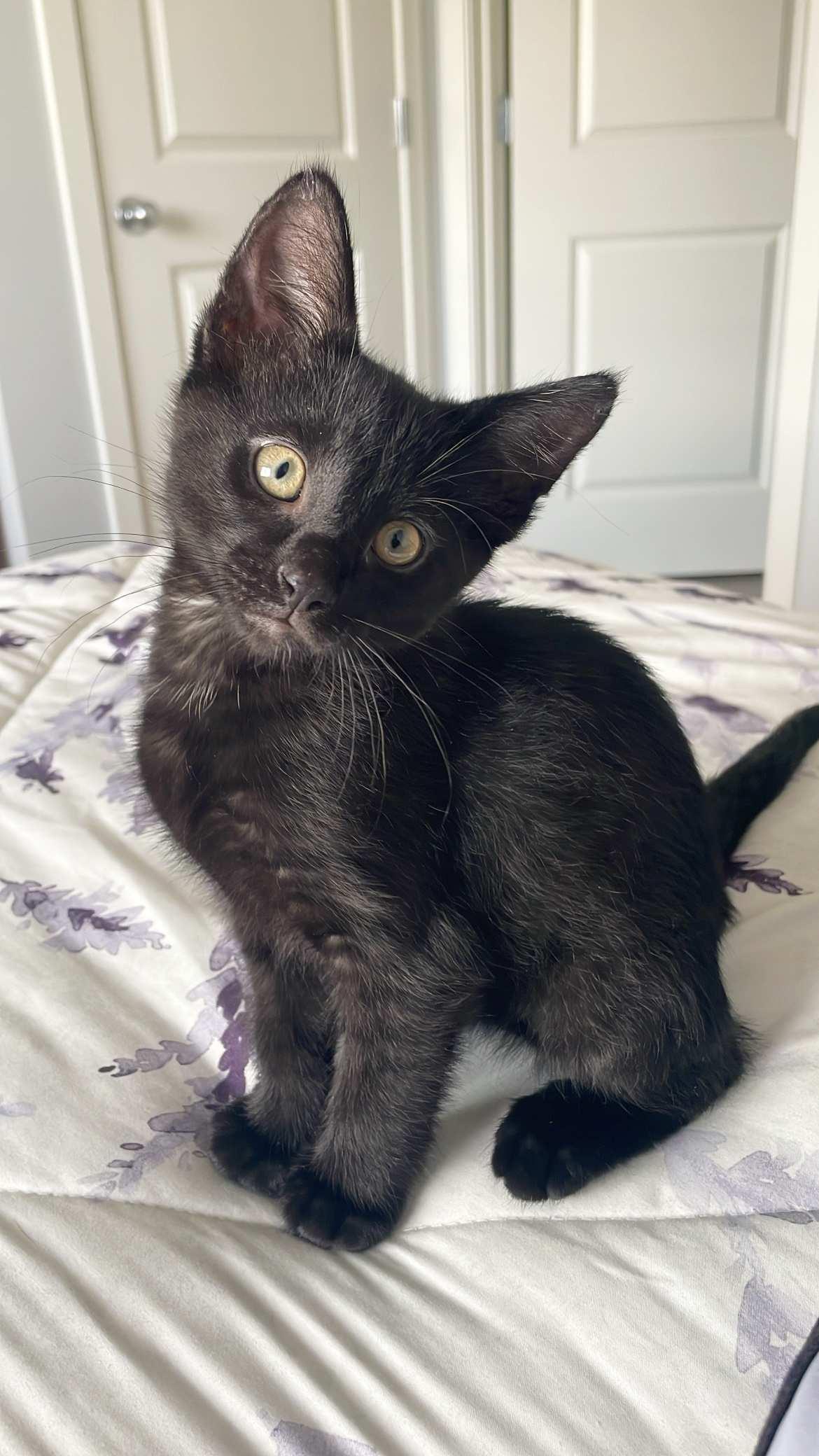Mufasa
