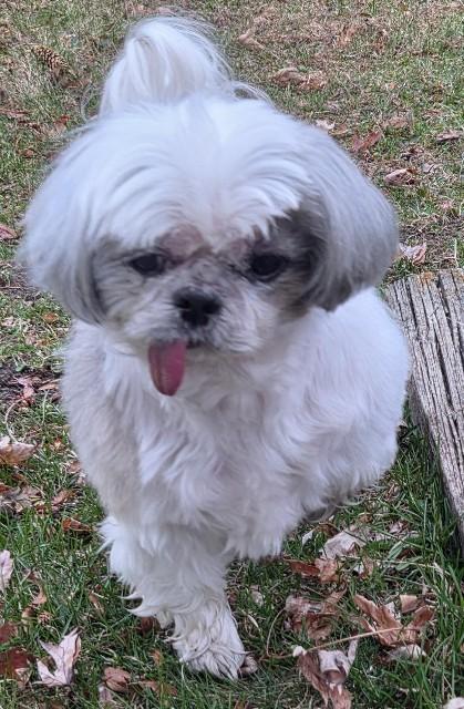 Enlarge OBI, a ADOPTABLE Shih Tzu in Eden Prairie, MN image 2/3