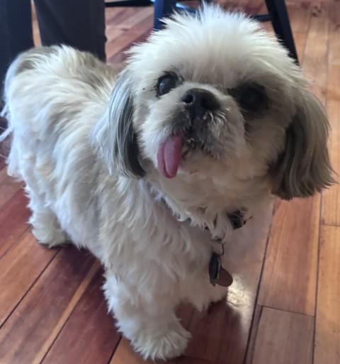 OBI, ADOPTABLE, Senior Male Shih Tzu.