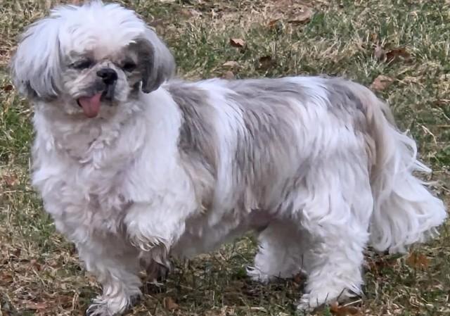 Enlarge OBI, a ADOPTABLE Shih Tzu in Eden Prairie, MN image 3/3
