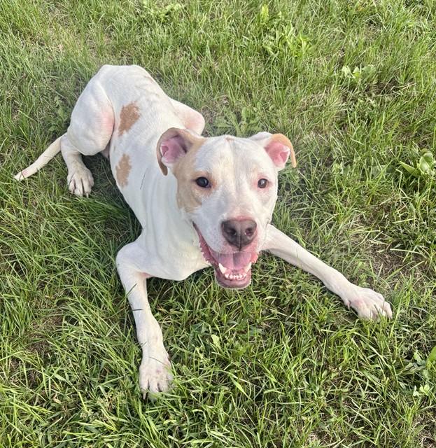BONES, Adoptable, Young Male Staffordshire Bull Terrier & Great Dane.