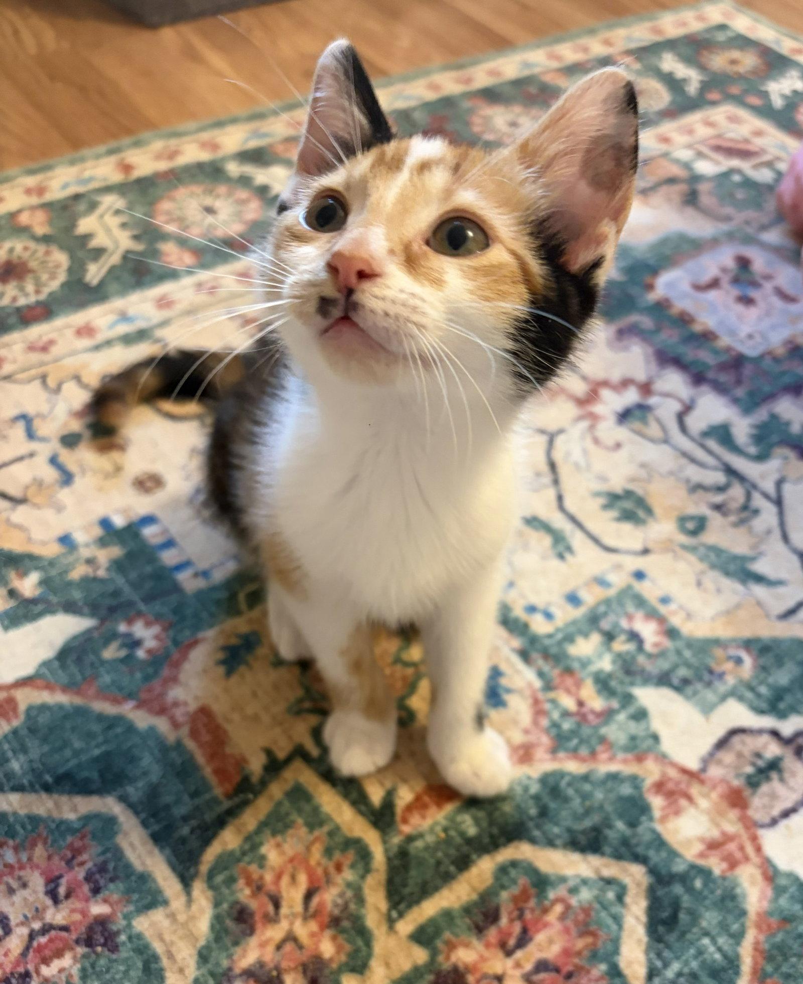 Ig Litter ChaCha, Adoptable, Kitten Female Calico.