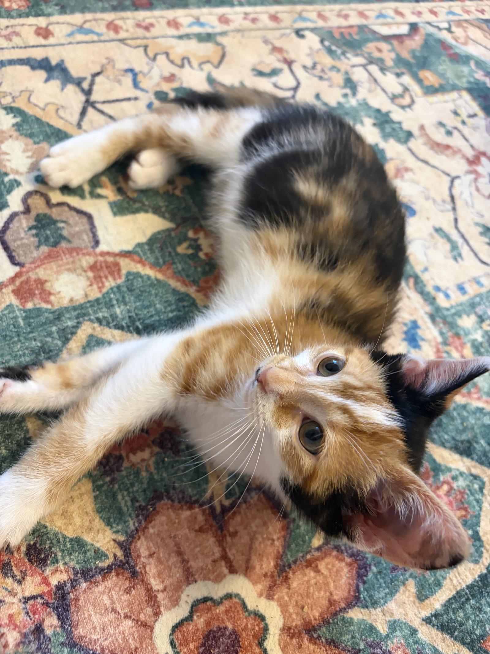 Enlarge Ig Litter ChaCha, a Adoptable Calico in Livonia, MI image 2/3