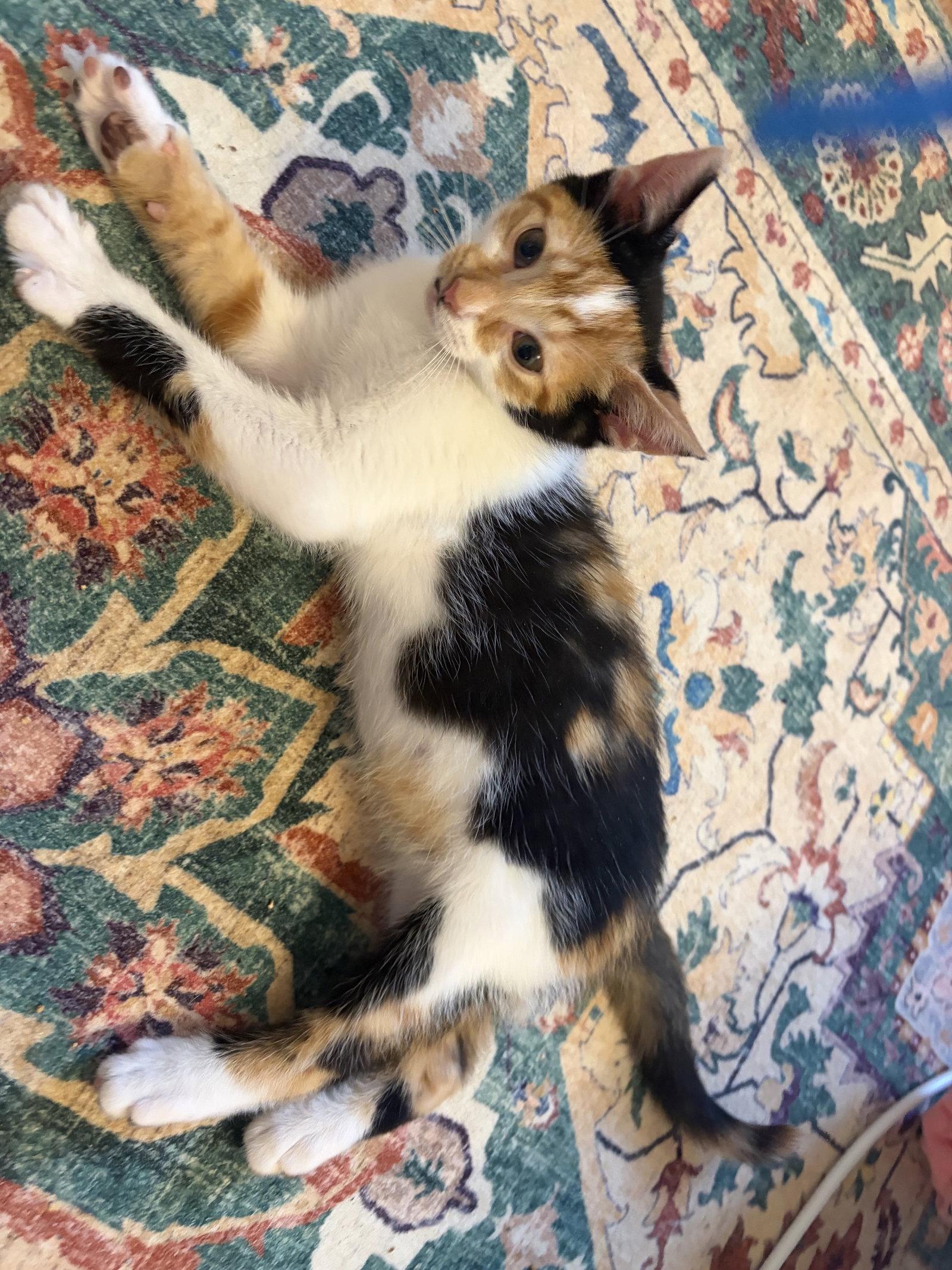 Enlarge Ig Litter ChaCha, a Adoptable Calico in Livonia, MI image 3/3