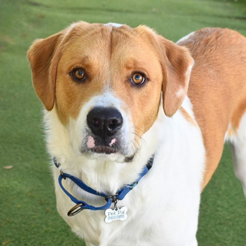 Enlarge Cooper, a Adoptable mixed breed in Saint Petersburg, FL image 1/3
