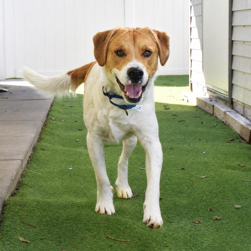 Enlarge Cooper, a Adoptable mixed breed in Saint Petersburg, FL image 2/3