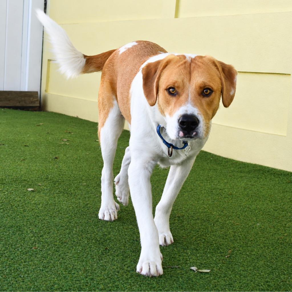Enlarge Cooper, a Adoptable mixed breed in Saint Petersburg, FL image 3/3