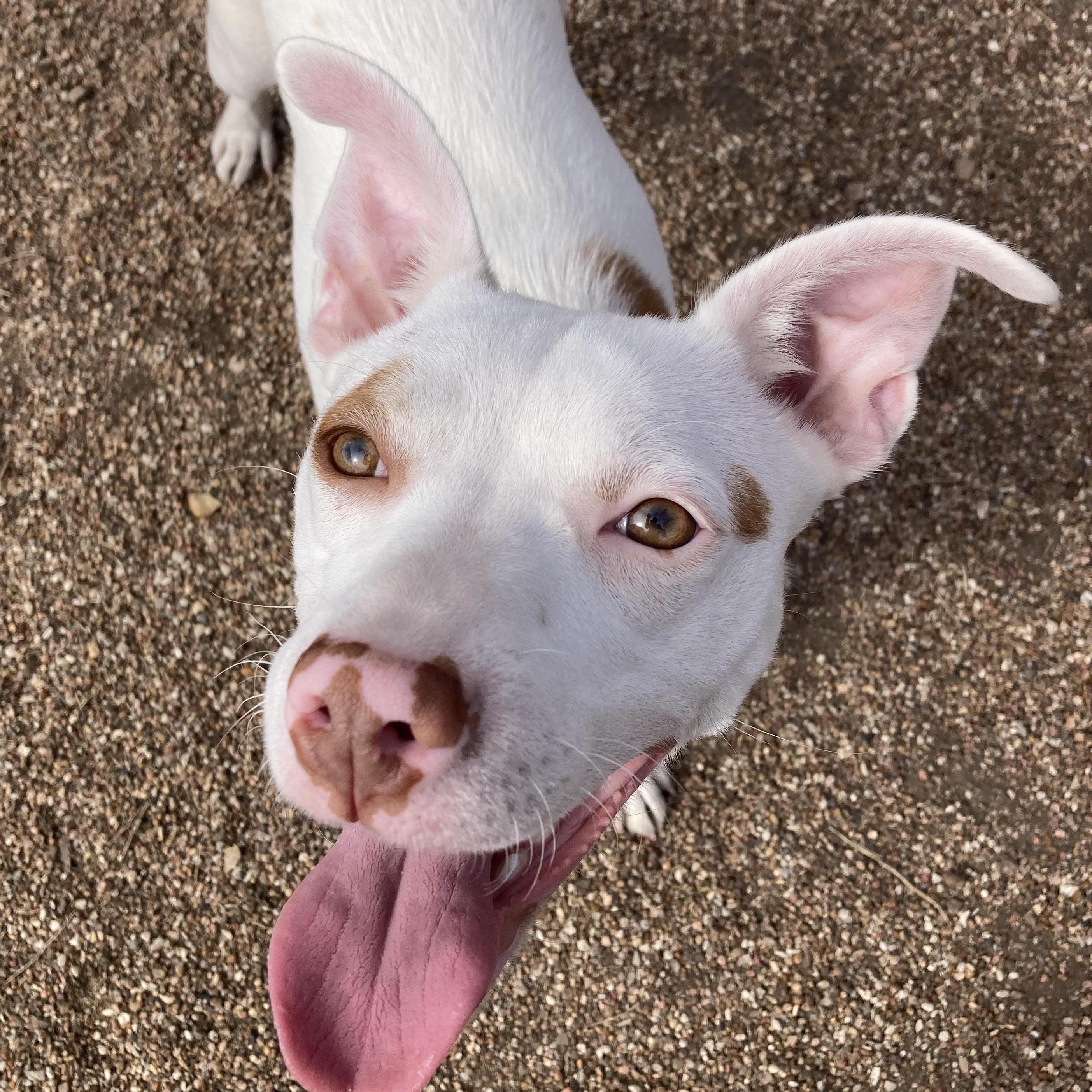 Stella — thumbnail 6