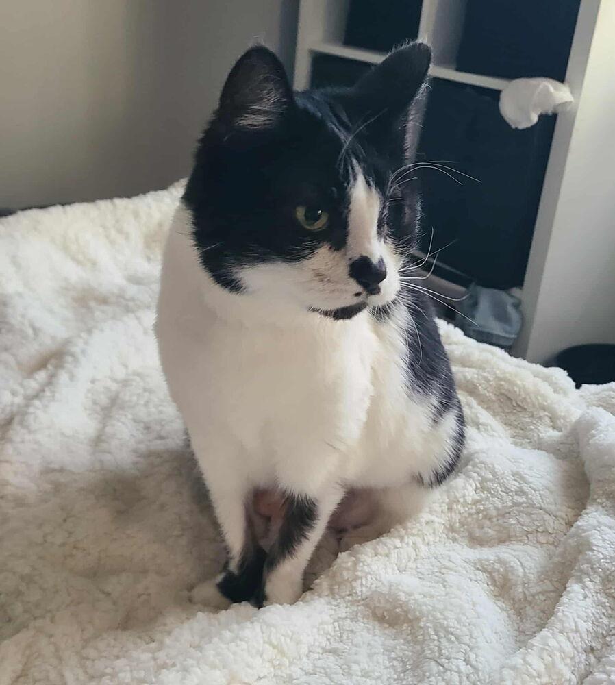 Valentina, Adoptable, Senior Female Domestic Short Hair.