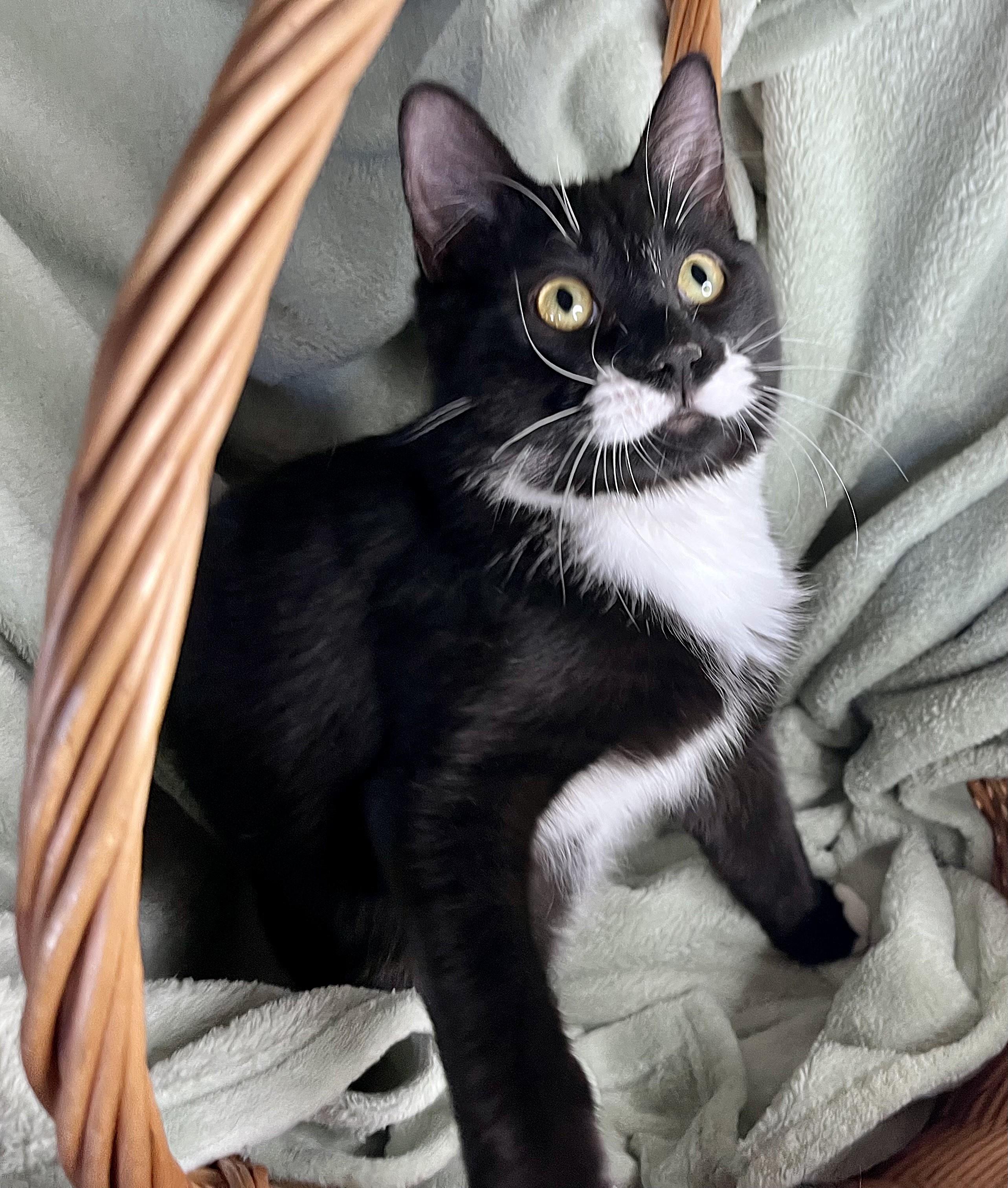 Enlarge Connor, a ADOPTABLE mixed breed in Rocky Hill, CT image 5/6