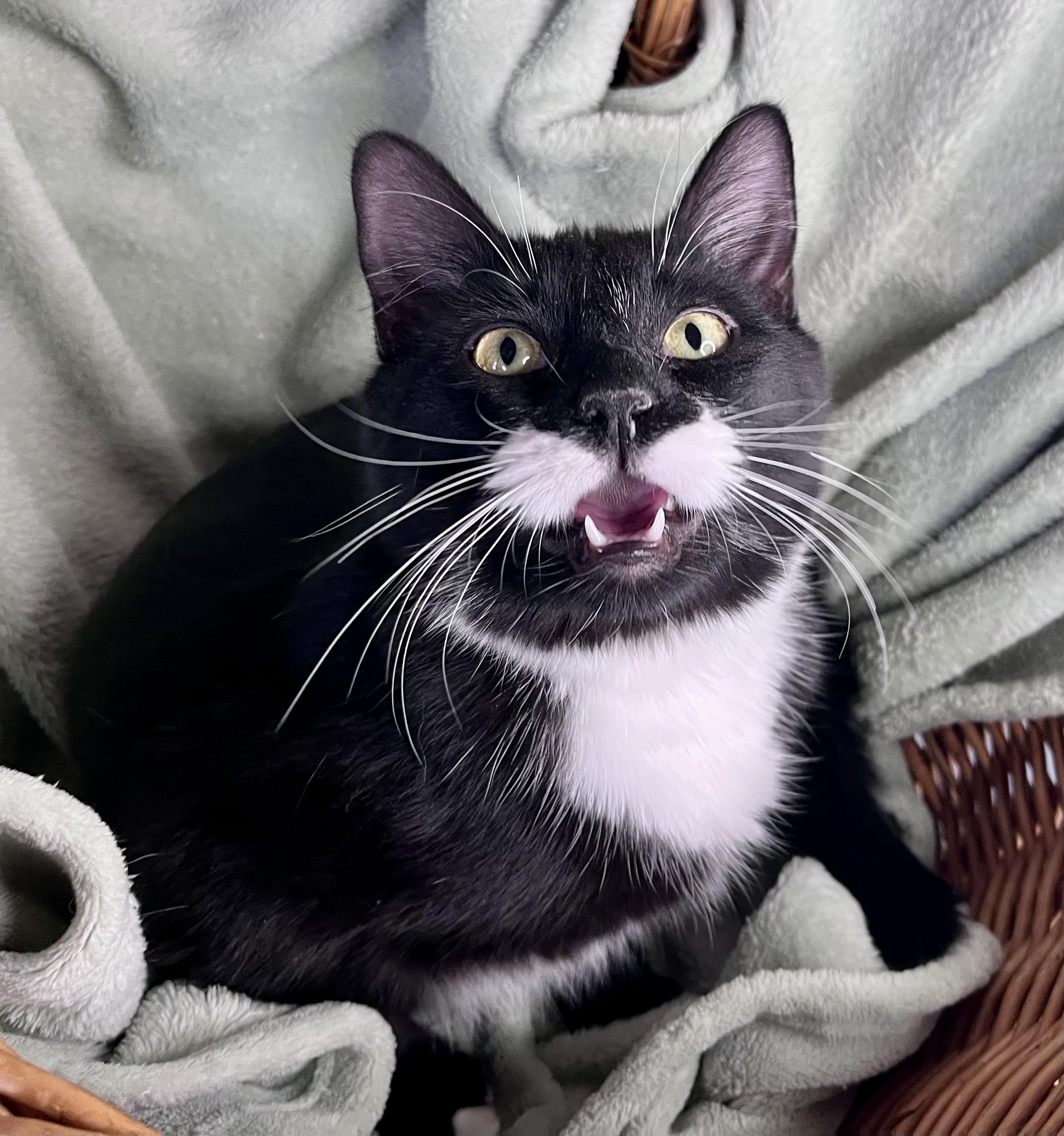 Enlarge Connor, a ADOPTABLE mixed breed in Rocky Hill, CT image 3/6