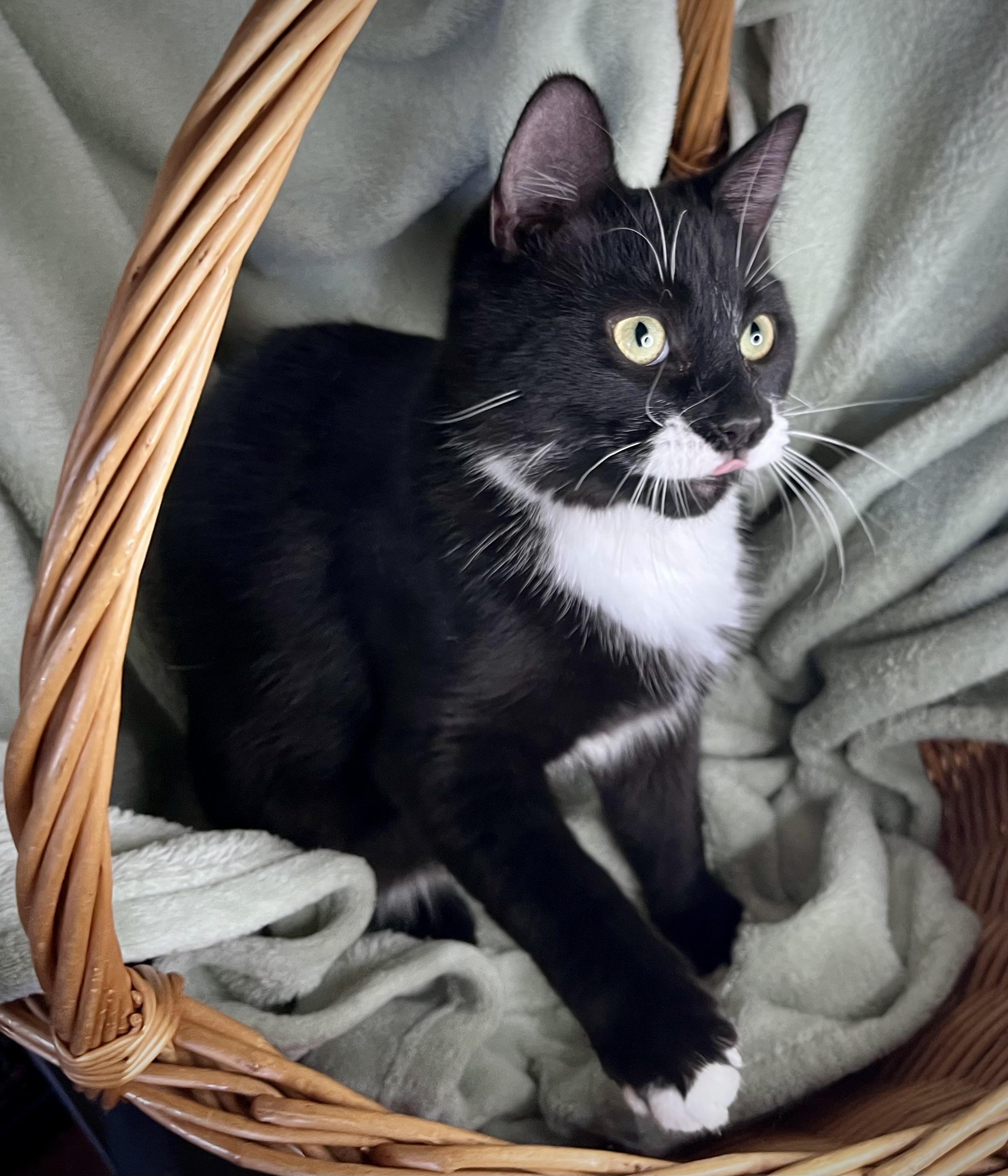 Enlarge Connor, a ADOPTABLE mixed breed in Rocky Hill, CT image 6/6