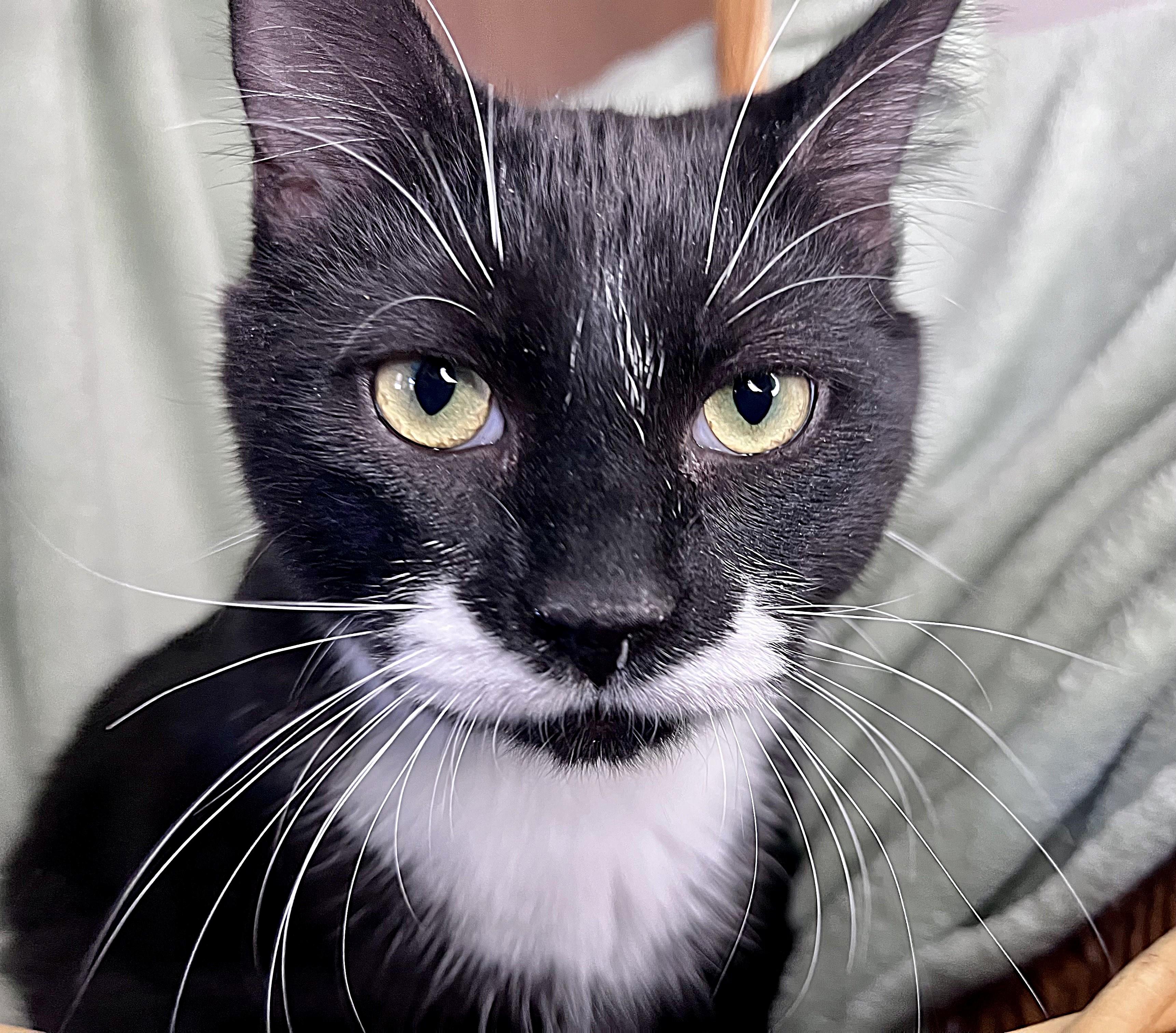 Enlarge Connor, a ADOPTABLE mixed breed in Rocky Hill, CT image 4/6