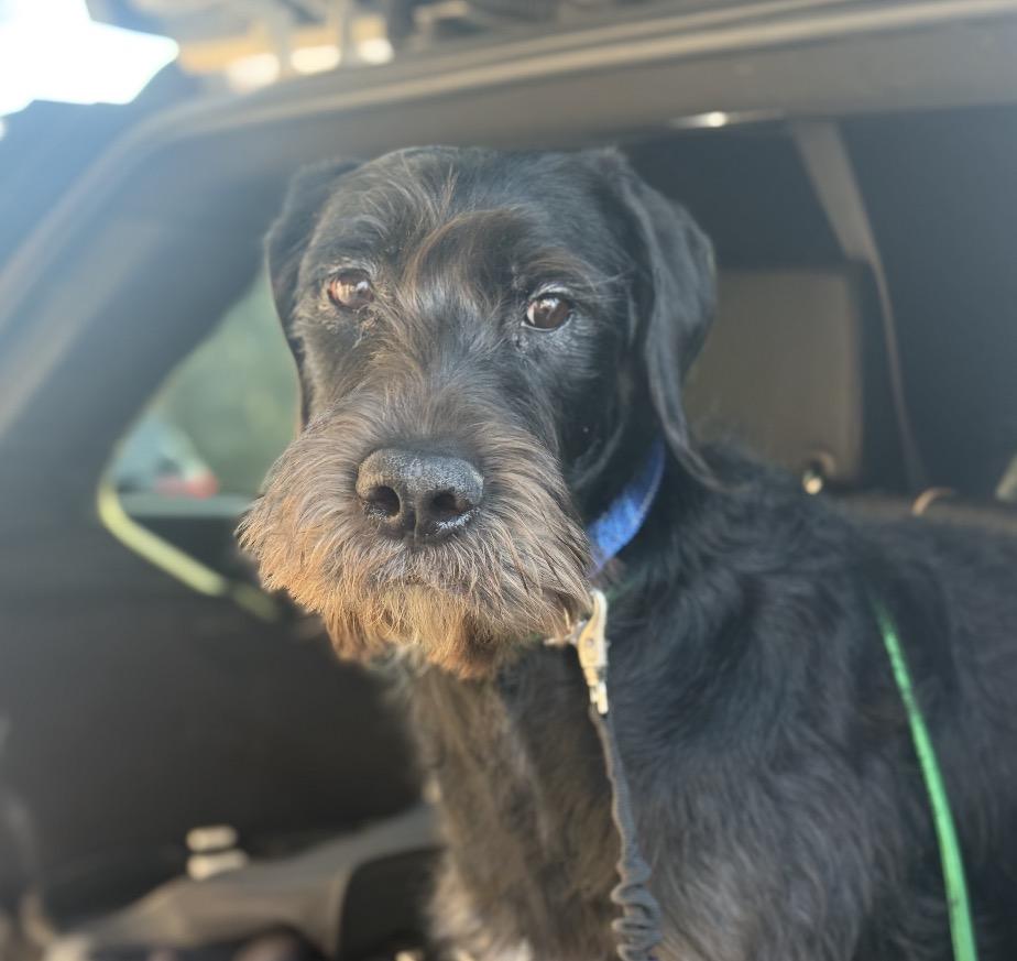 Willow , ADOPTABLE, Young Female Labradoodle.