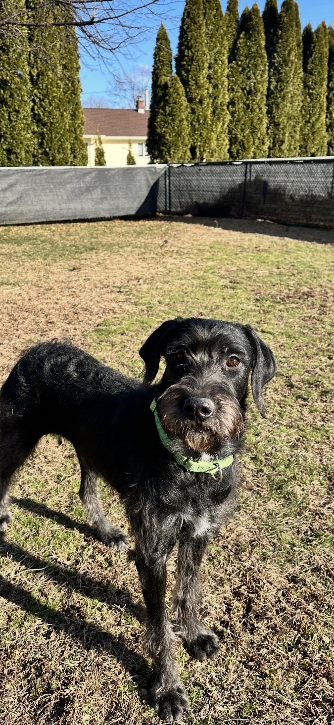 Enlarge Willow , a ADOPTABLE mixed breed in Mendham, NJ image 2/5