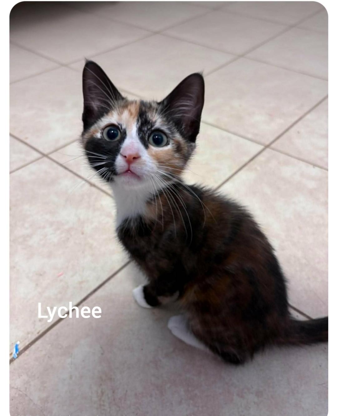 Lychee ( Orlando, FL), adopted, Kitten Female Calico.