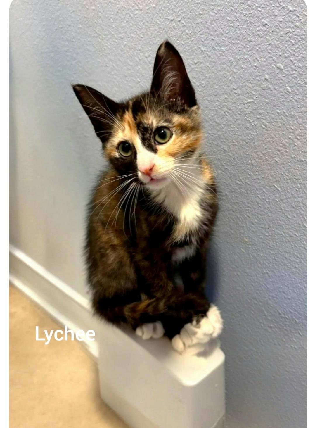 Lychee ( Orlando, FL), an adopted Calico in Orlando, FL image 2/3