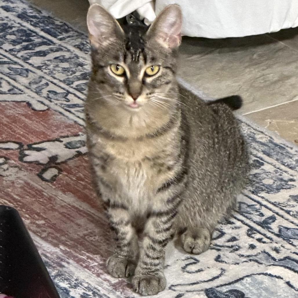 Compass, Adoptable, Adult Female Domestic Short Hair.