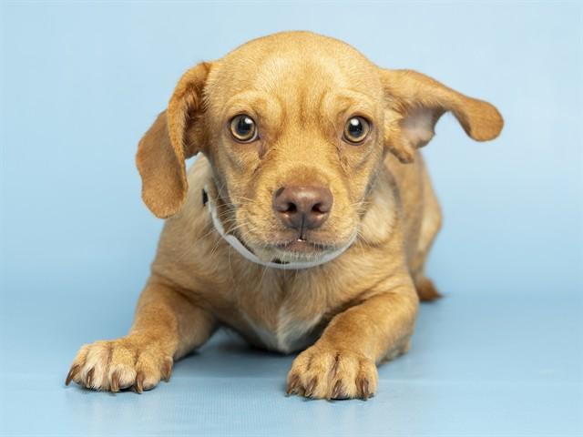JR, Adoptable, Puppy Male English Bulldog & Pit Bull Terrier.