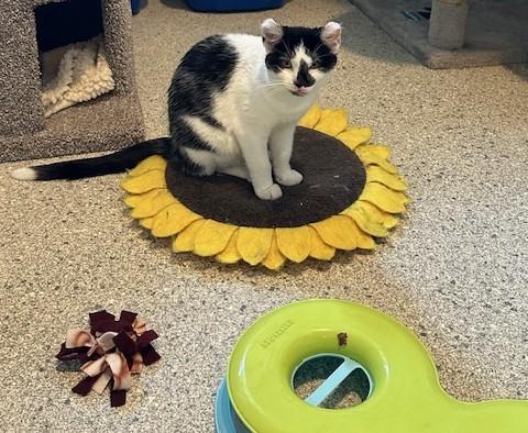 Valkyrie, a Adoptable Domestic Short Hair in Renfrew, PA image 4/4