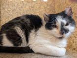 Valkyrie, Adult Female Domestic Short Hair