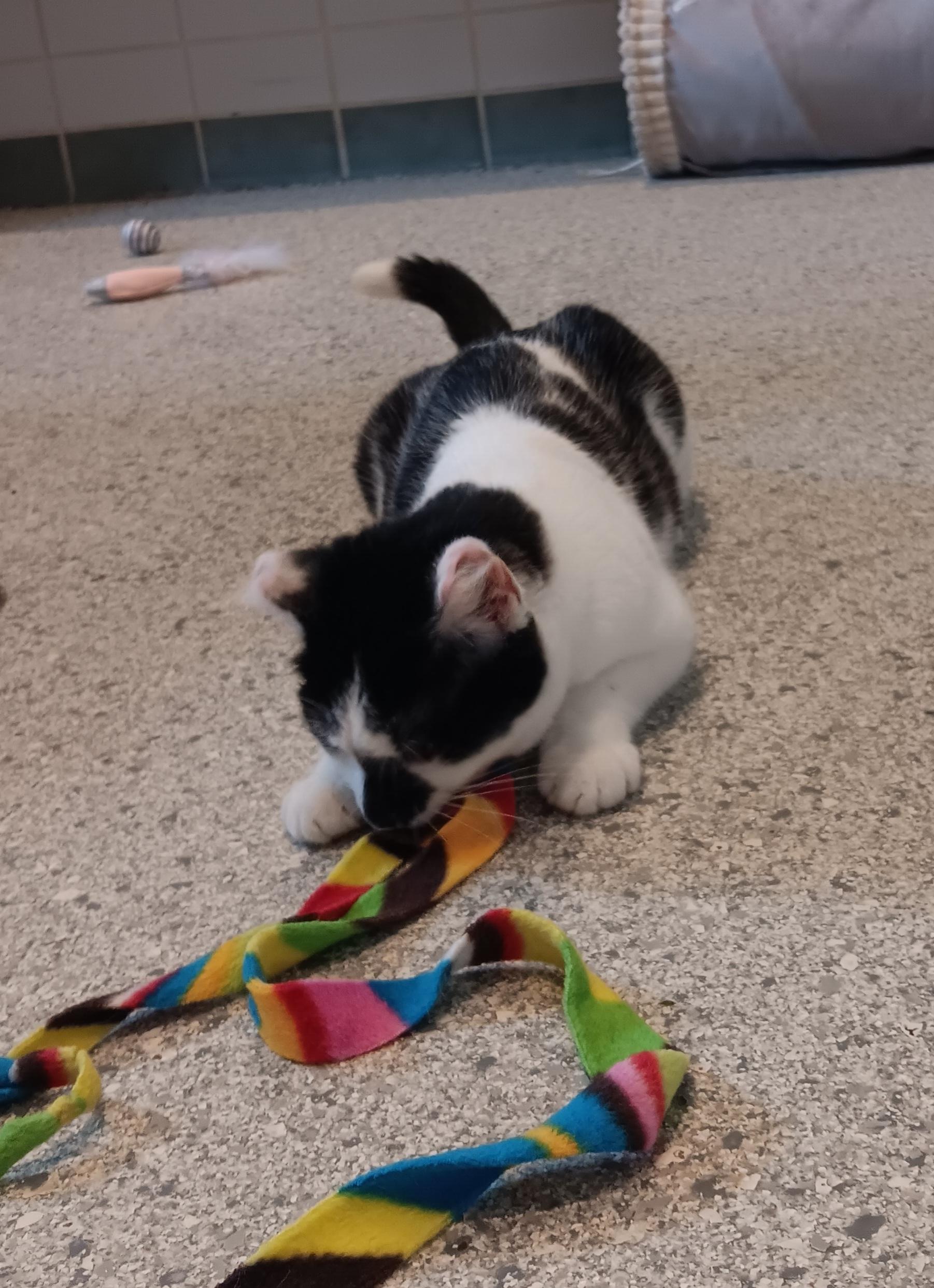 Valkyrie, a Adoptable Domestic Short Hair in Renfrew, PA image 2/4