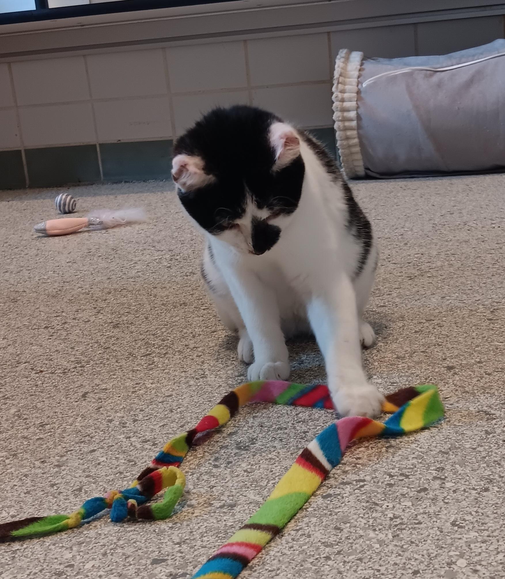 Valkyrie, a Adoptable Domestic Short Hair in Renfrew, PA image 3/4