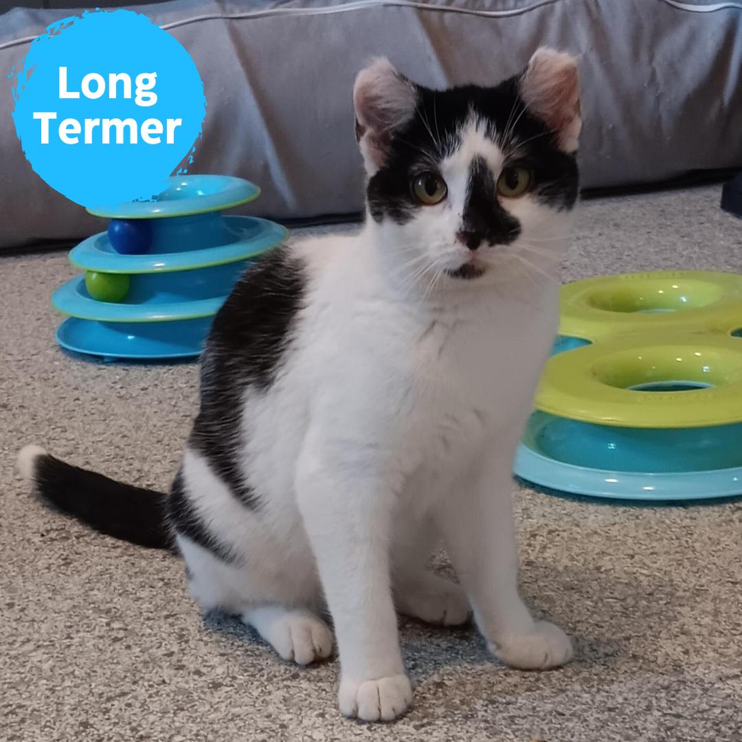 Valkyrie, Adoptable, Adult Female Domestic Short Hair.