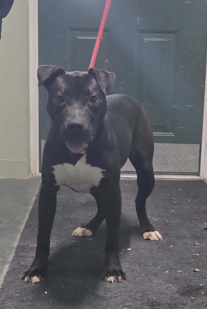 Buddy, Adoptable, Young Male Black Labrador Retriever & Mixed Breed.