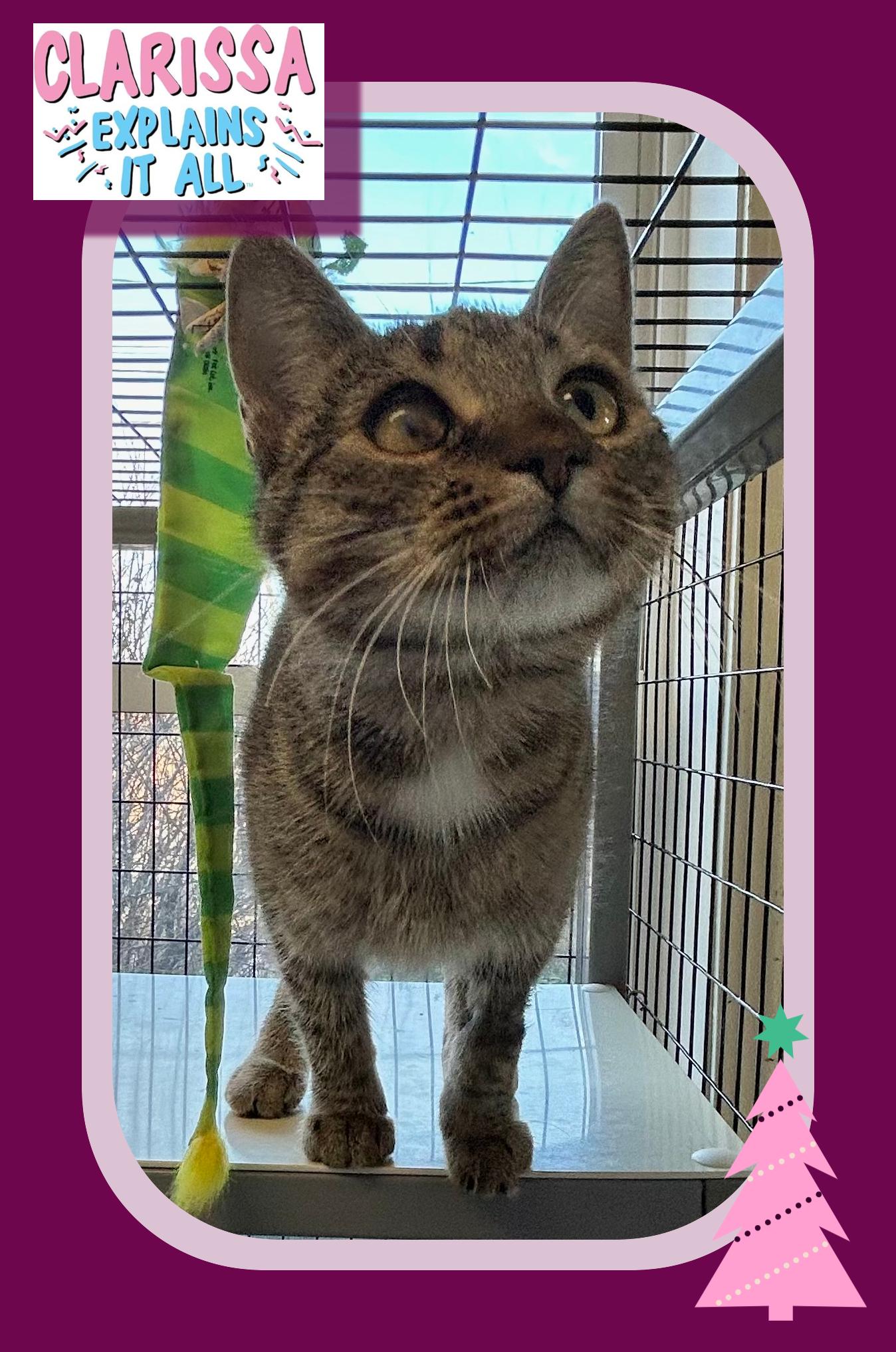 Clarissa , ADOPTABLE, Young Female Domestic Short Hair.