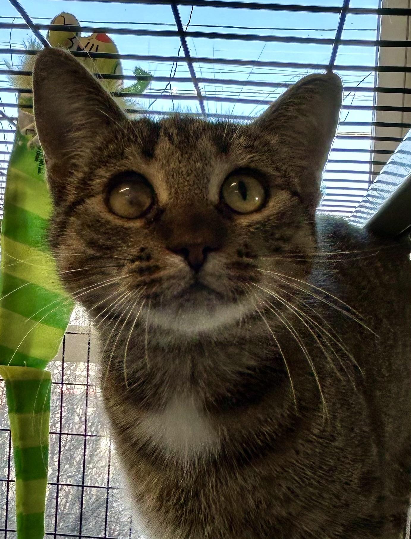 Clarissa , a ADOPTABLE Domestic Short Hair in Providence, RI image 2/6