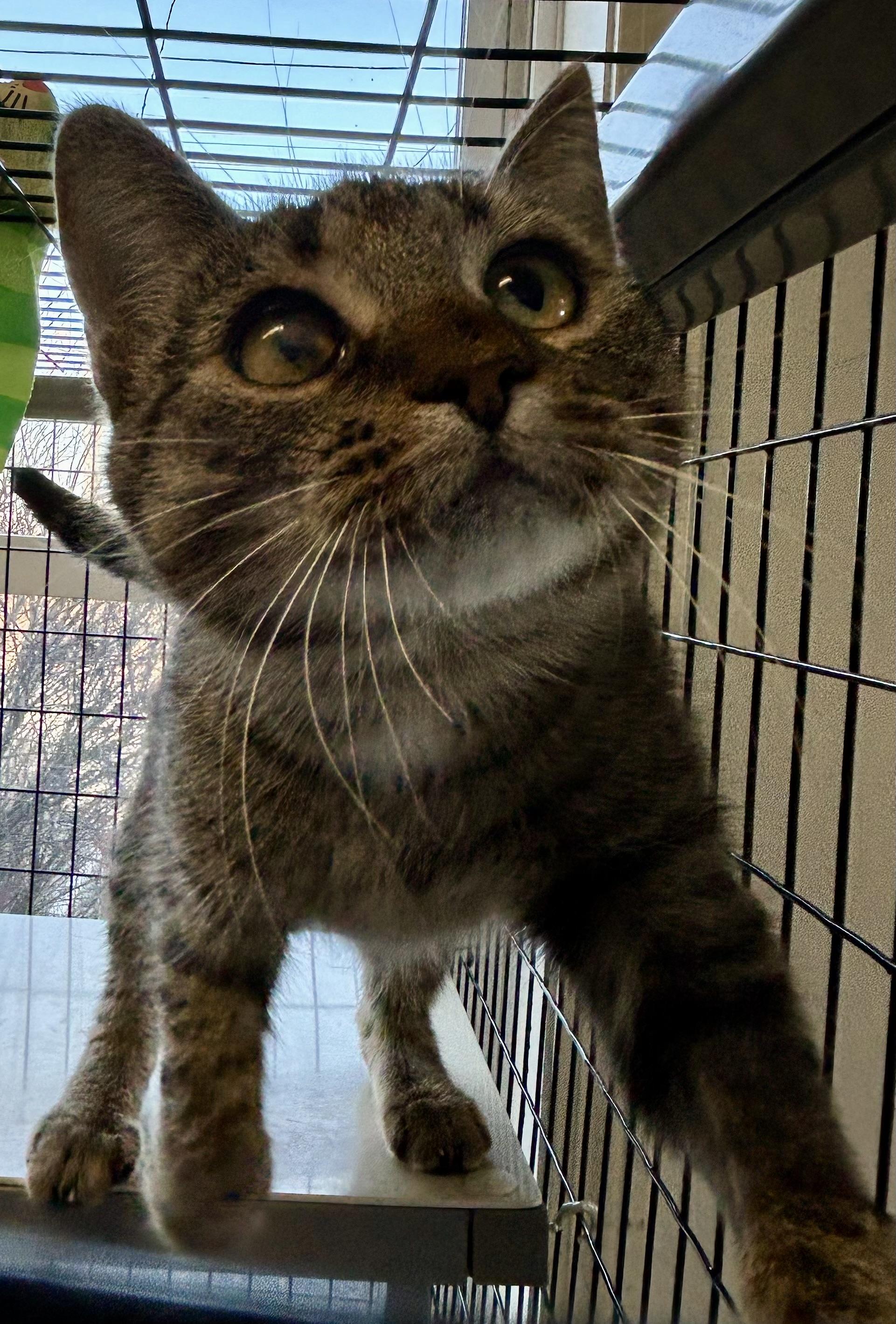 Clarissa , adopted, Young Female Domestic Short Hair.