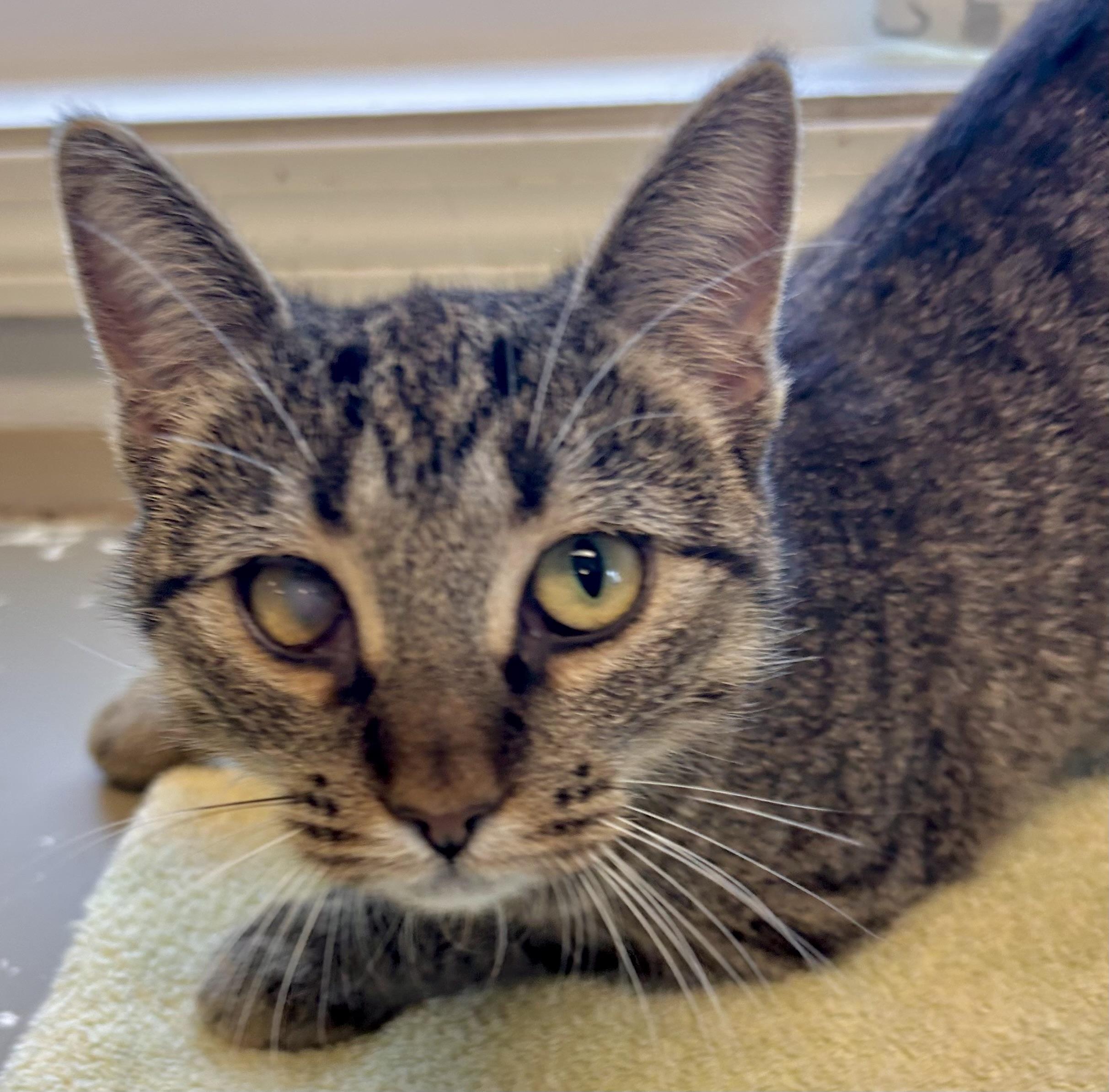 Enlarge Clarissa , an adopted Domestic Short Hair in Providence, RI image 3/6