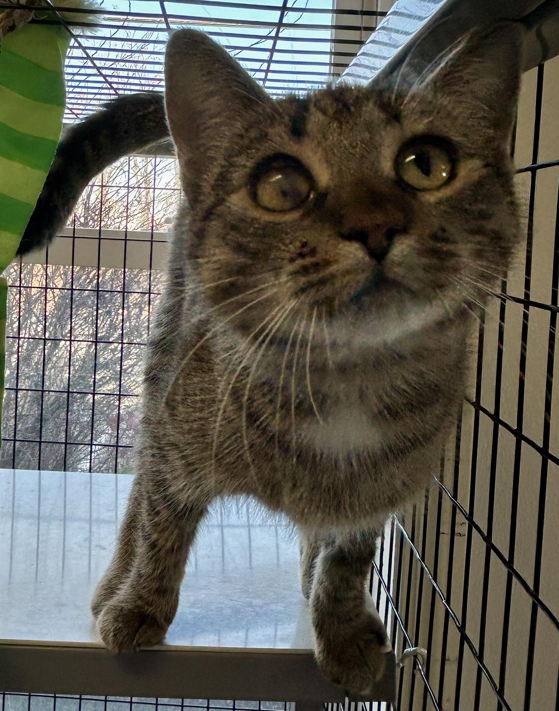 Clarissa , a ADOPTABLE Domestic Short Hair in Providence, RI image 4/6